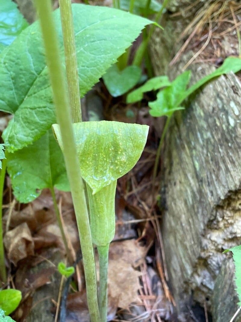 Arisema trójlistna 18