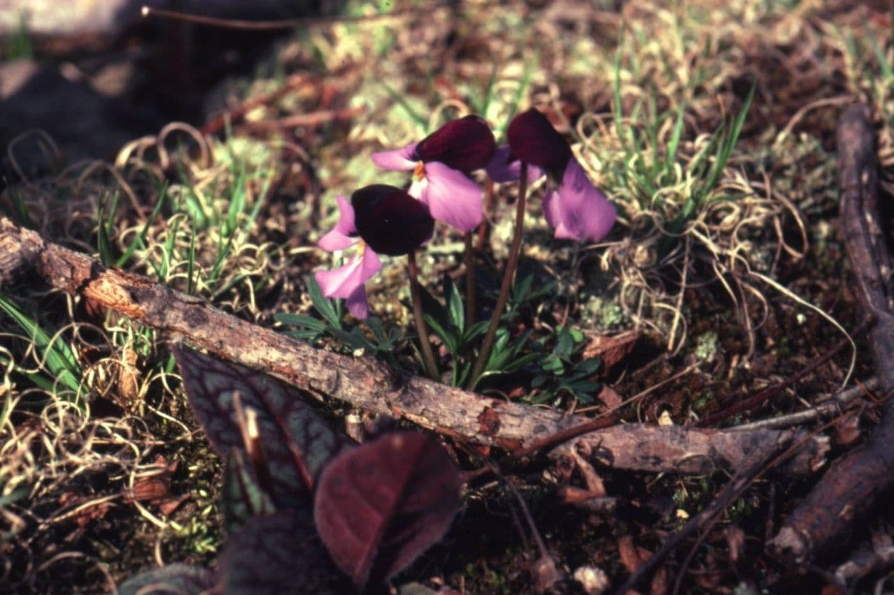 Viola pedata 9