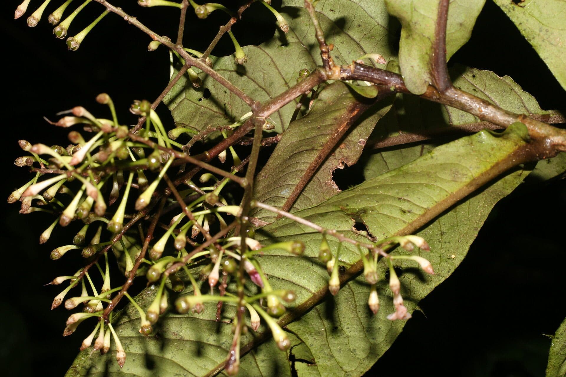 Ardisia 2