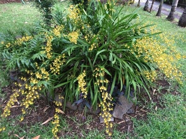 Wydler's dancing-lady orchid 22
