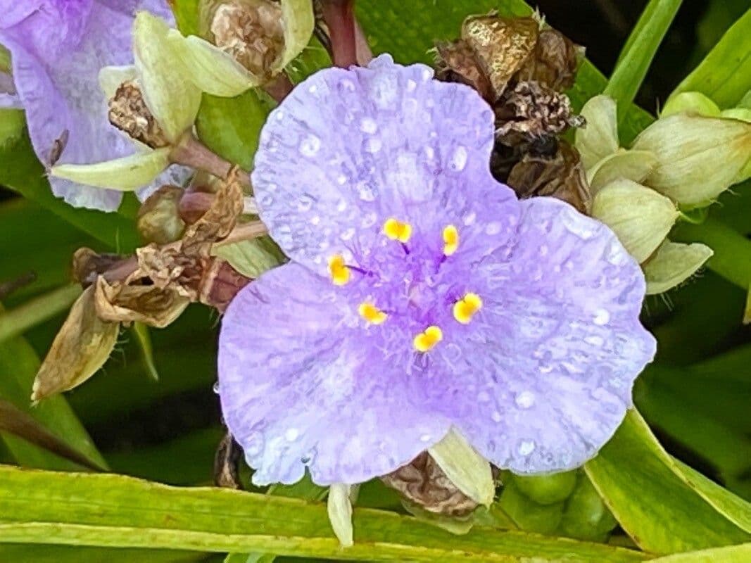Wanderblume
