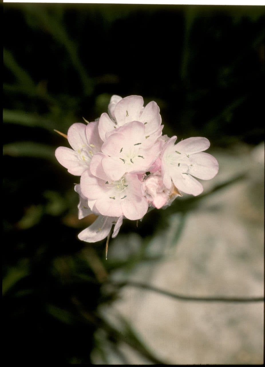 Welwitsch-Grasnelke