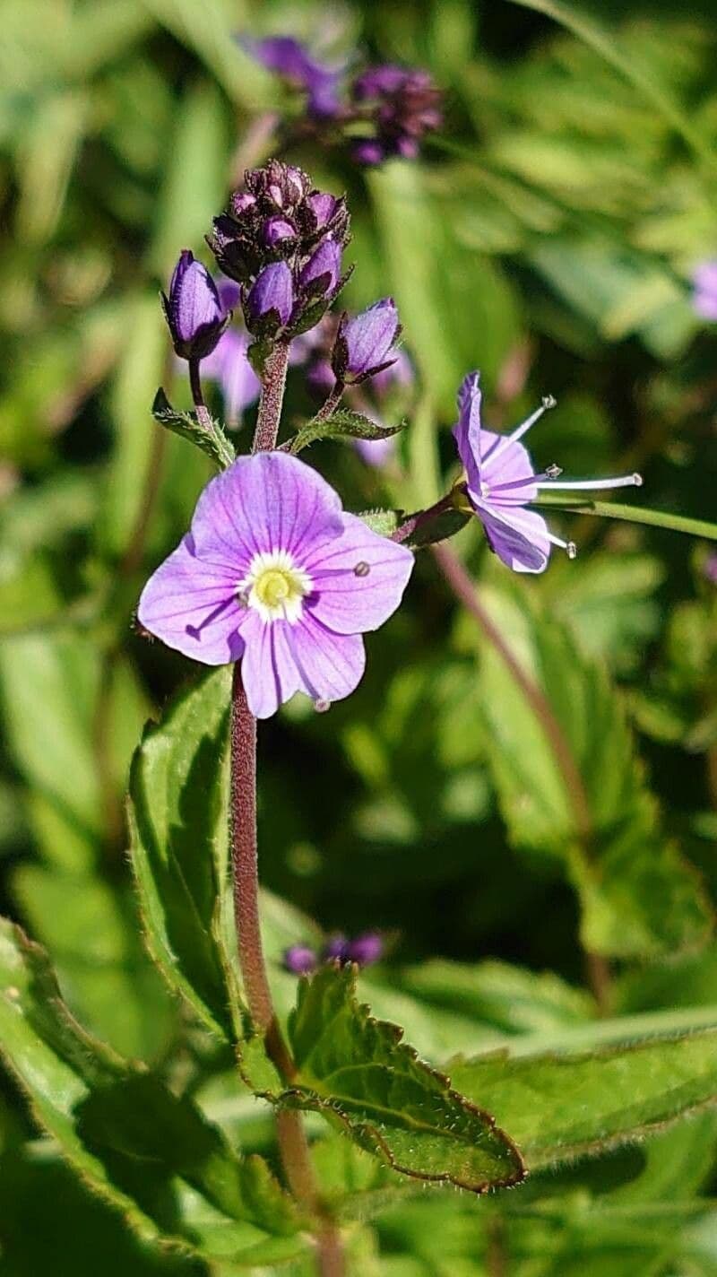 Veronica ponae 6