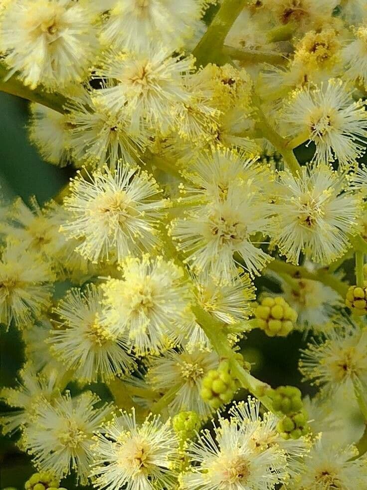 Acacia falcata 3