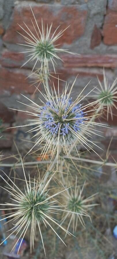 Cardo erizo 5