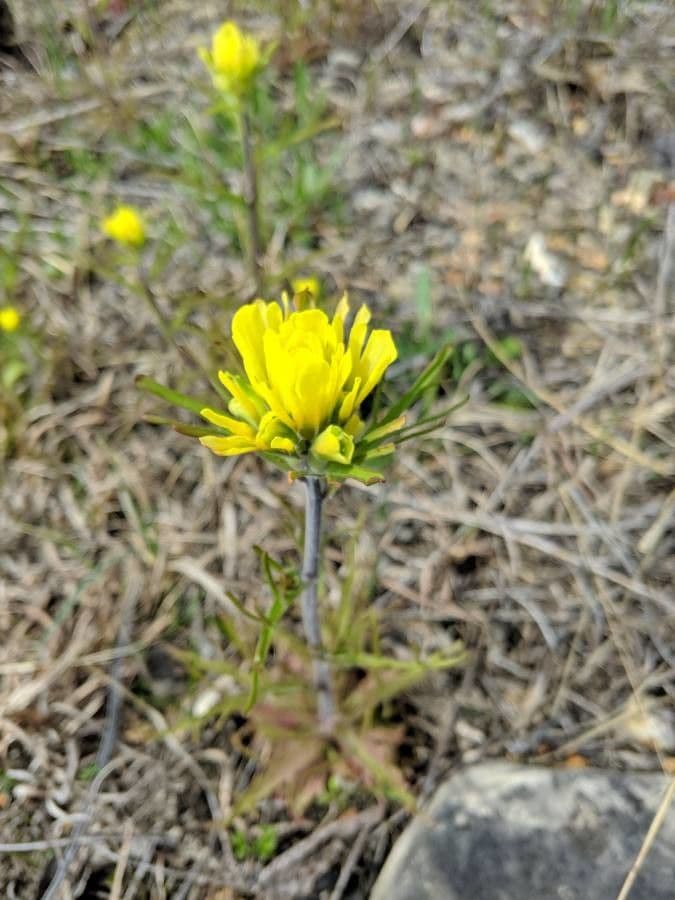 Castilleja 2