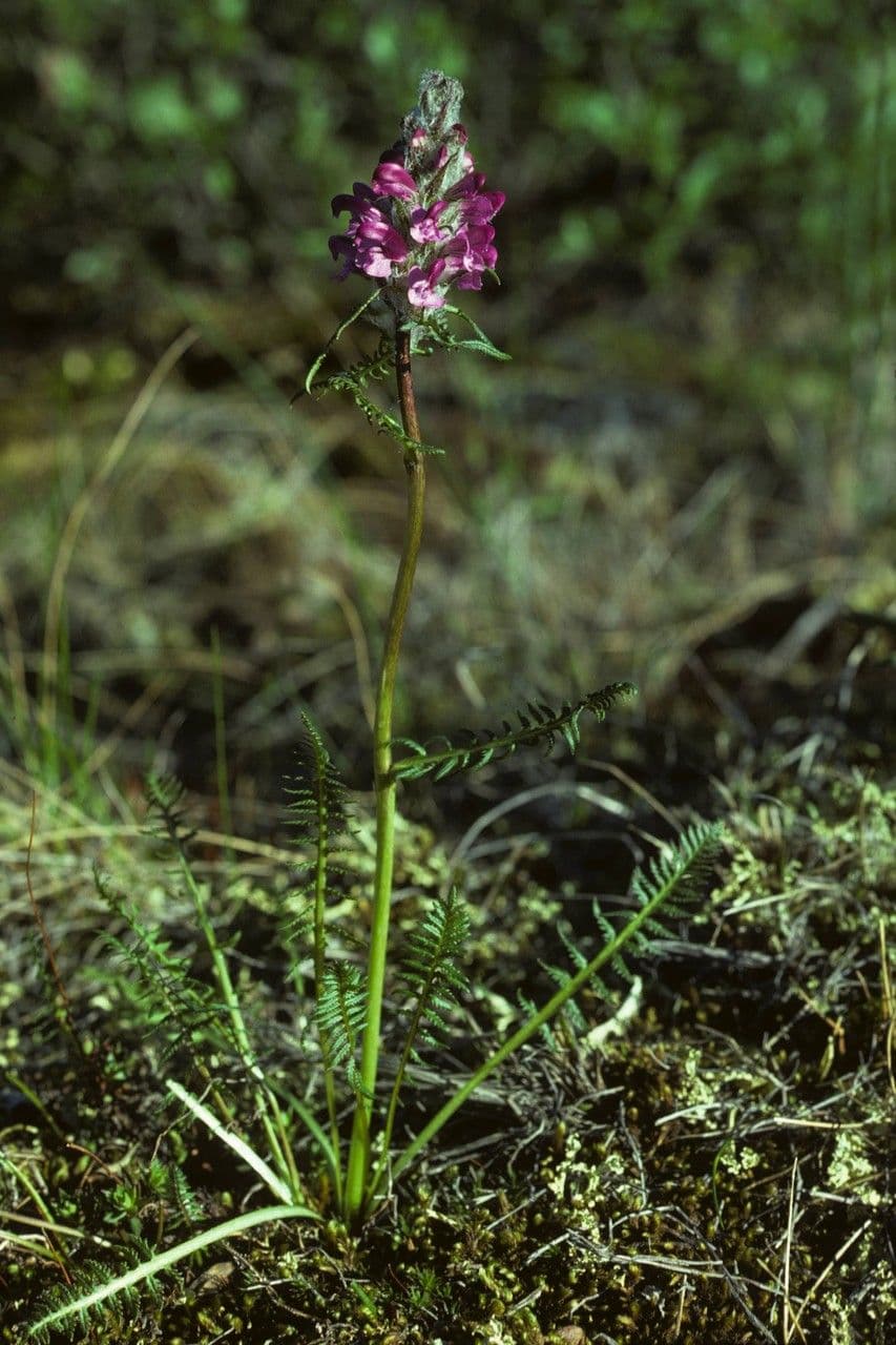 Pedicularis sudetica subsp. pacifica 5