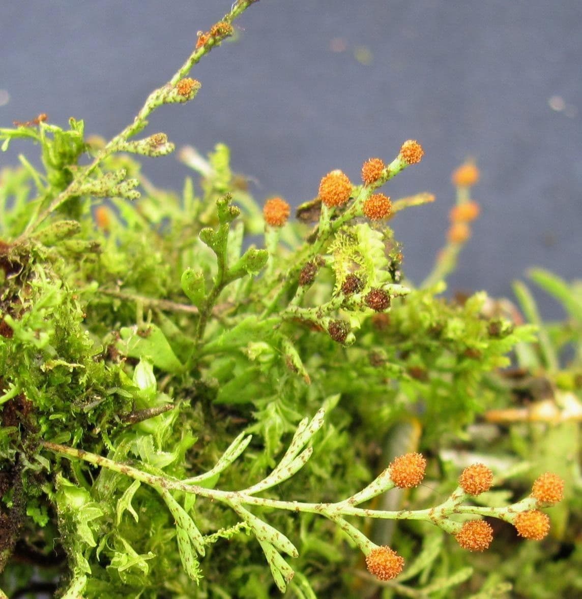 Deceptive polypody