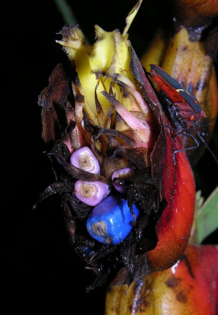 Helikonia brodata 19