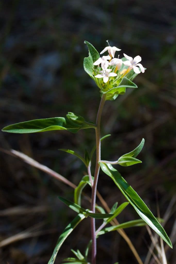 Collomia grandiflora 7