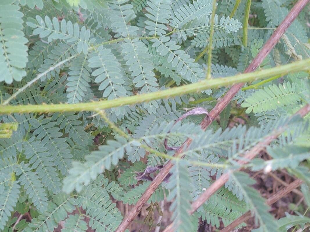 Mimosa quadrivalvis 16