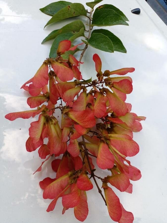 Heteropterys 4