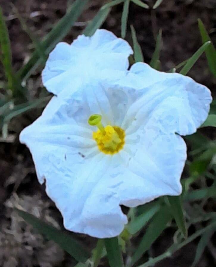 Nierembergia