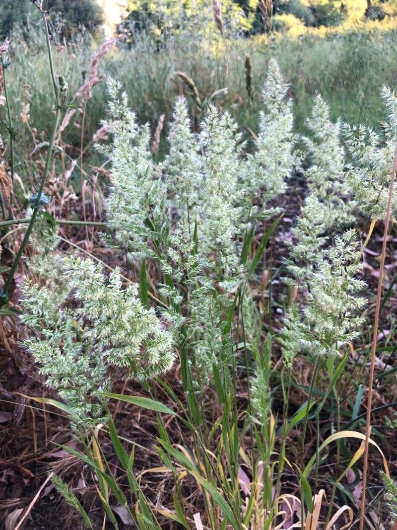Trisetaria panicea 5