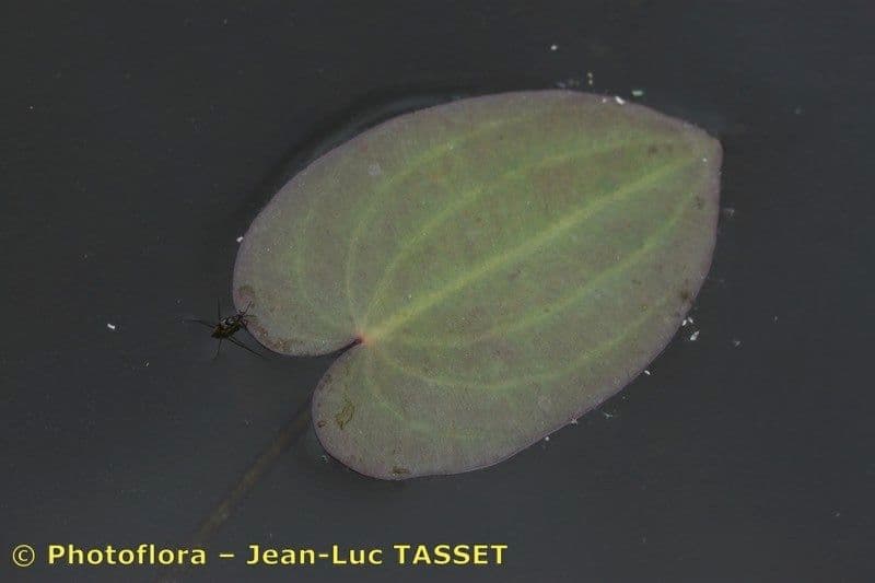 Caldesia parnassifolia 13