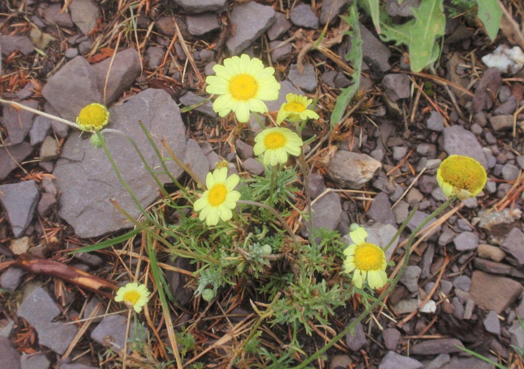 Leucanthemopsis 2