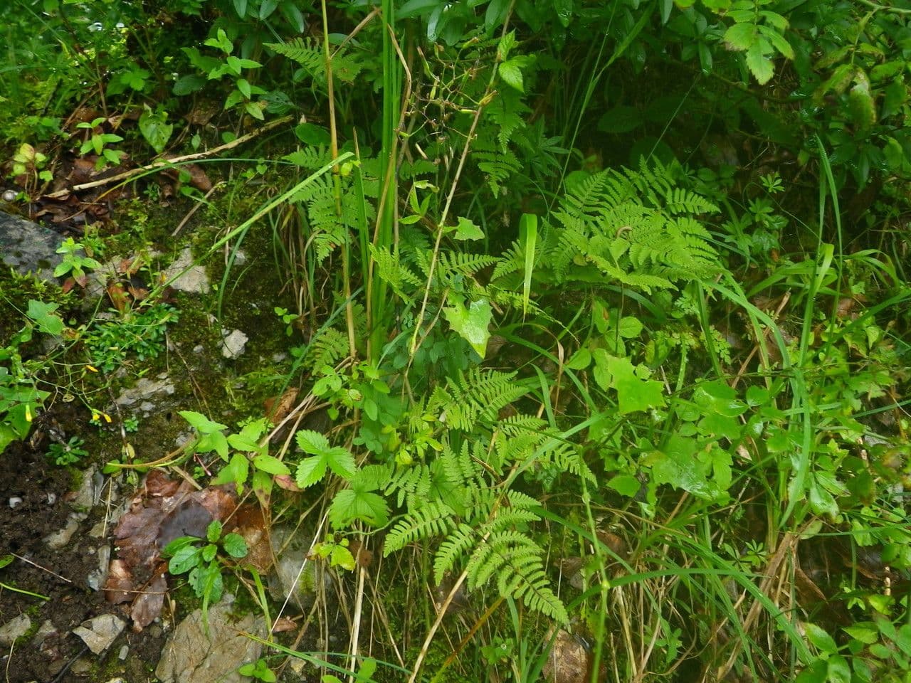 Ruprechtsfarn 6