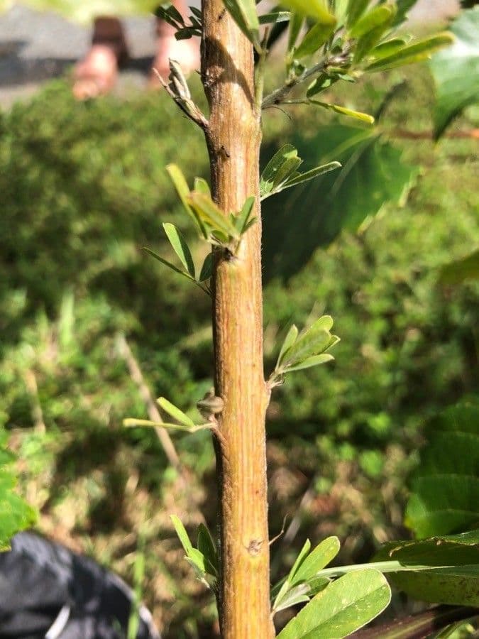 Lespedeza 18