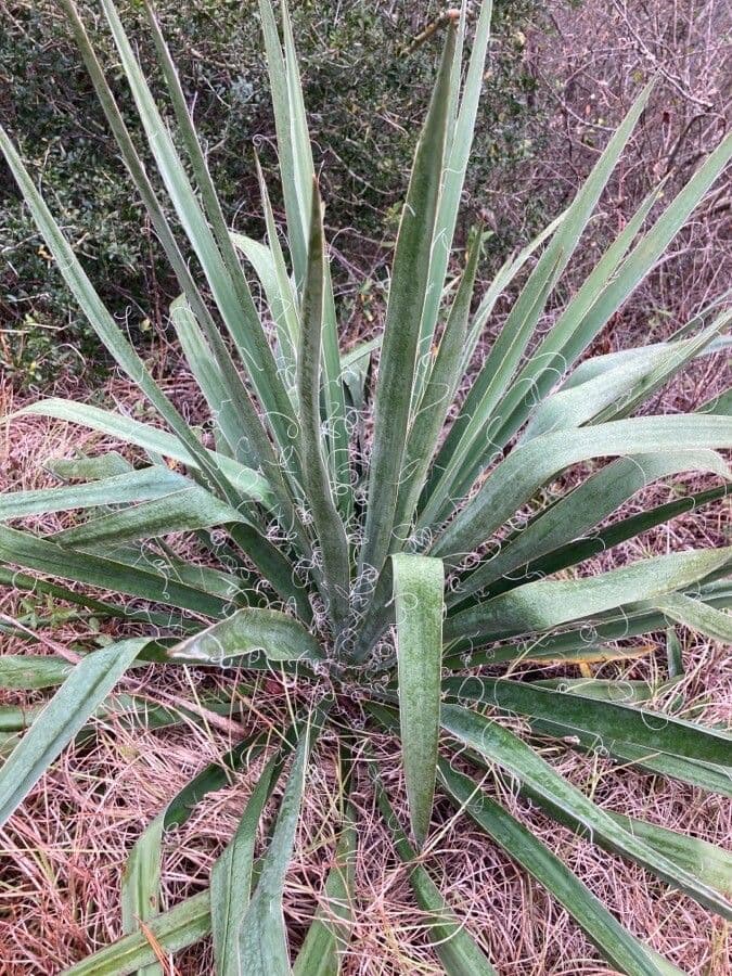 Arkansas-Yucca 15