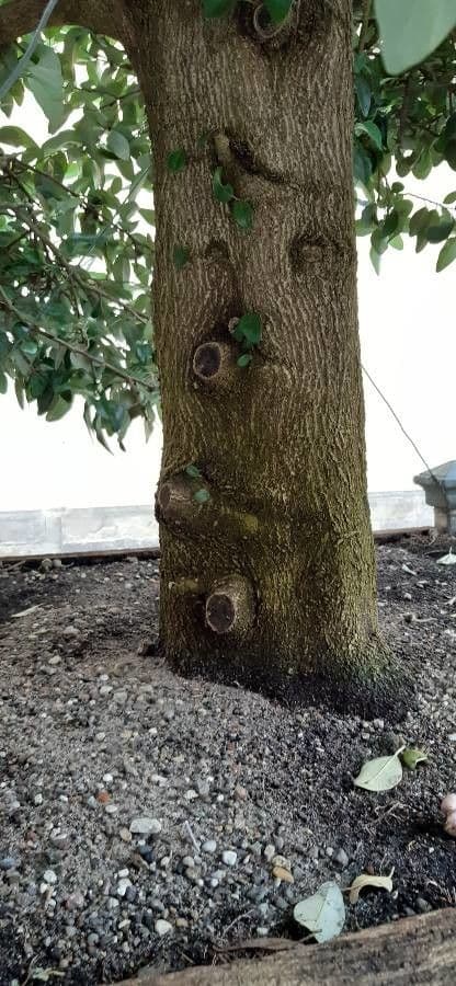 Juckbaum 21