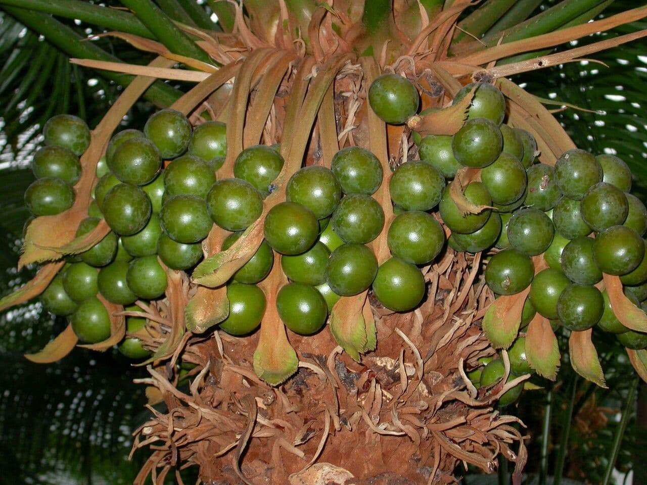 Madagaskar-Cycás 2