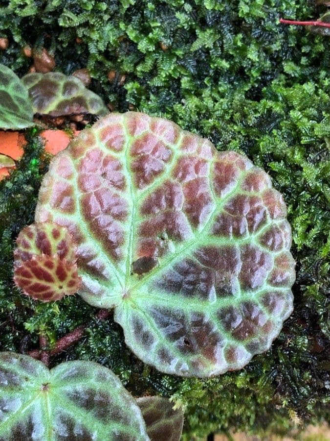 Begonia 8