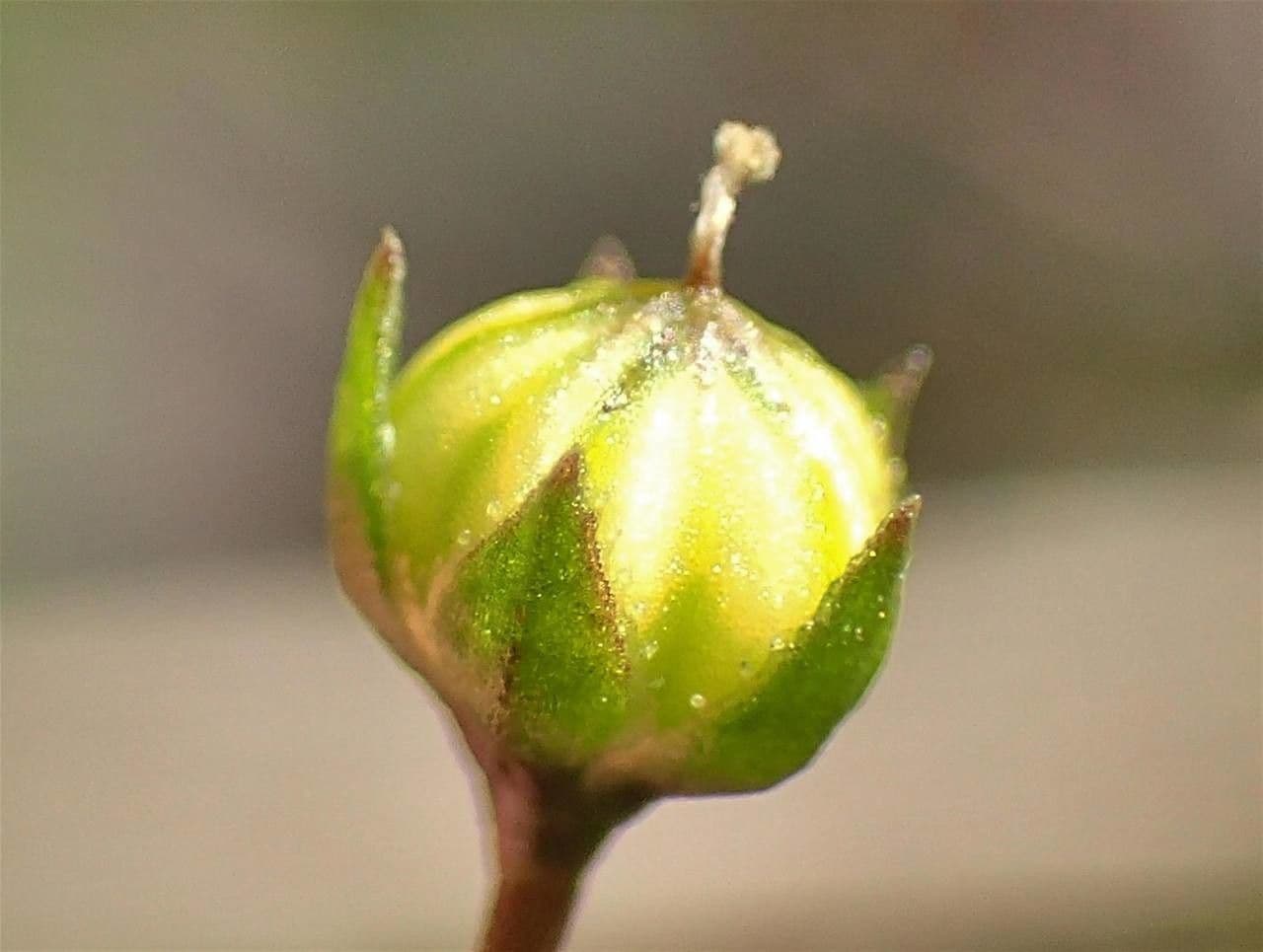 Purgier-Lein