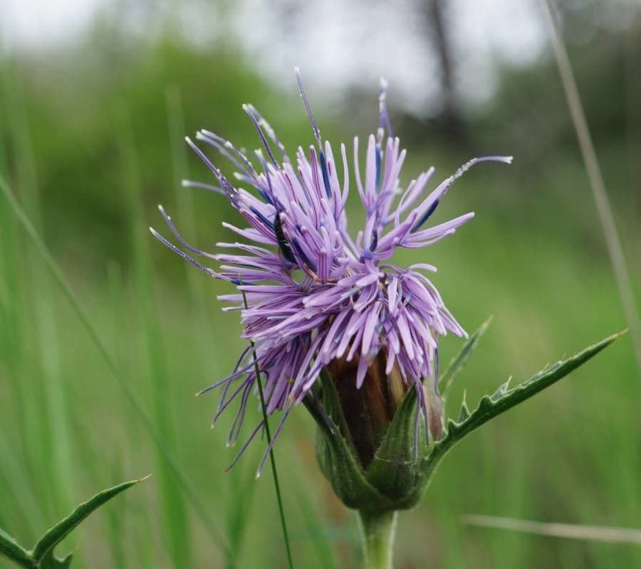 Blaue Distel 7