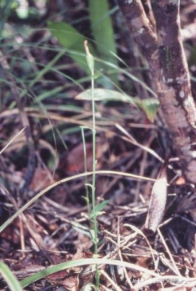 Pterostylis 7