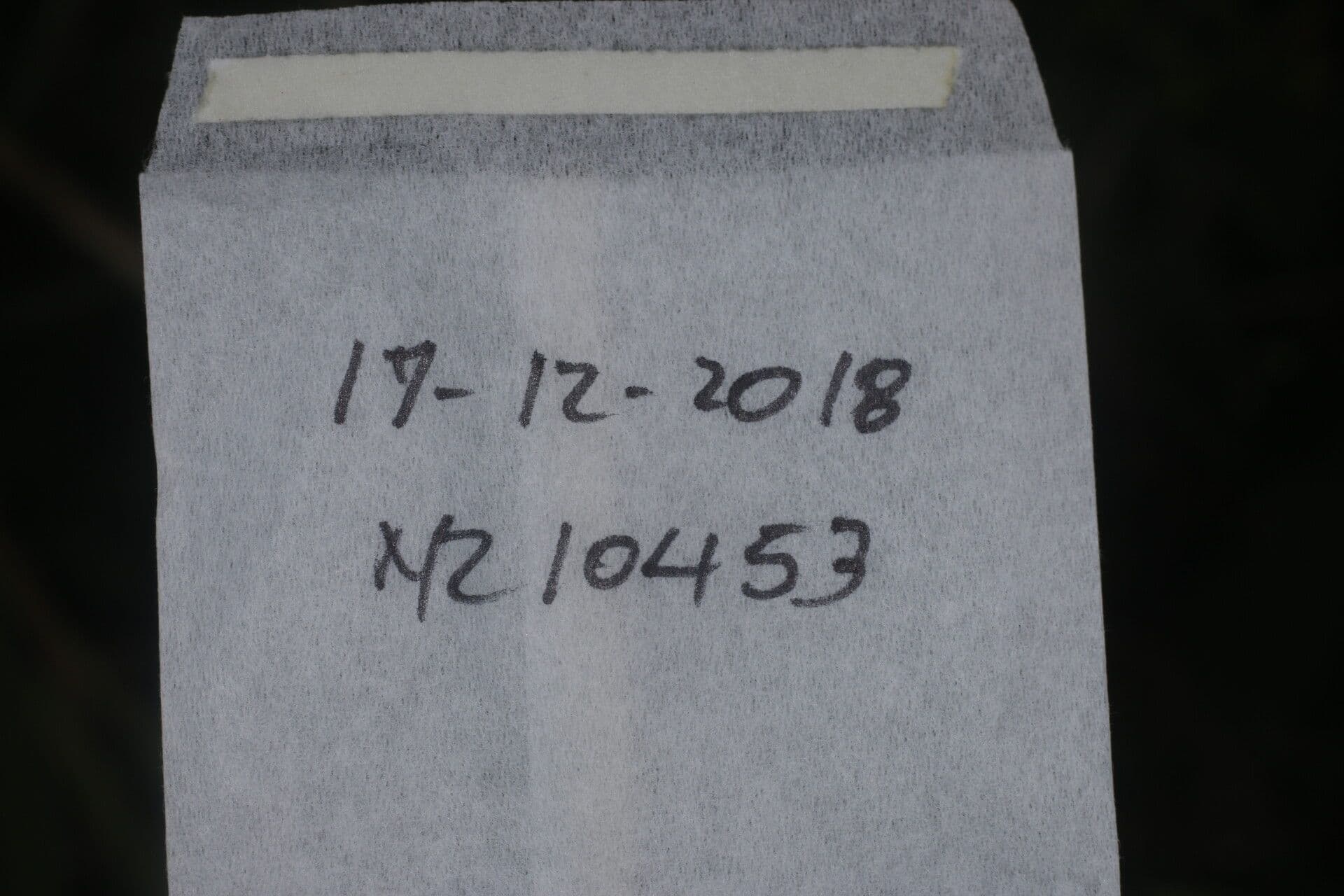 Aeschynomene sensitiva 12