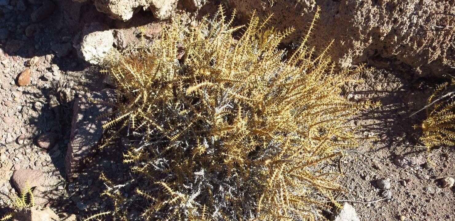 Junellia 9