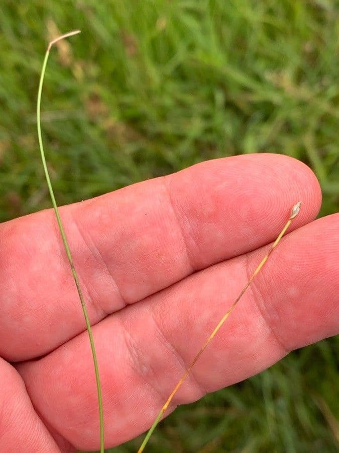 Giunchina aghiforme