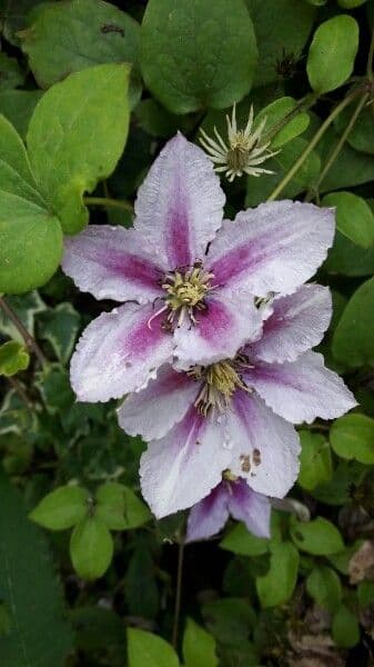 Clematis orientale 10