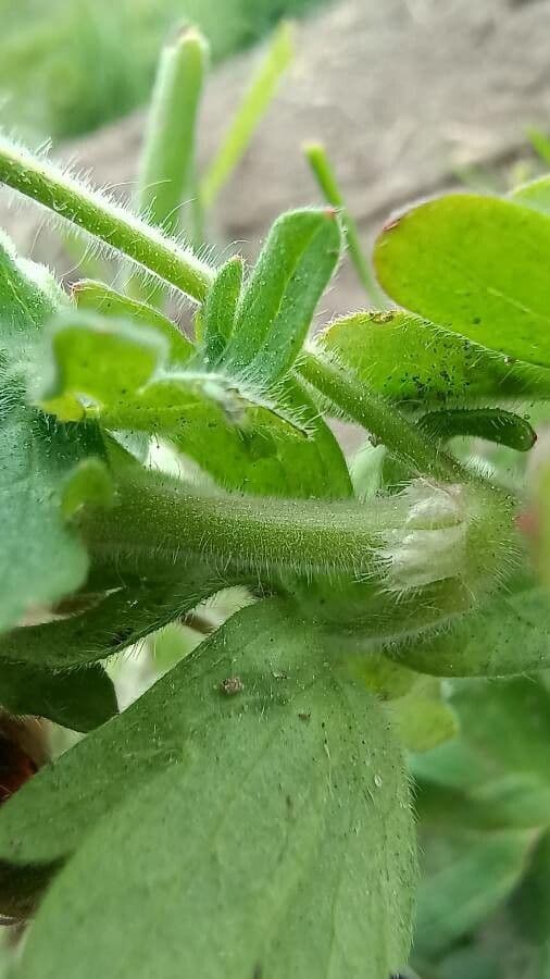 Géranium fluet 21