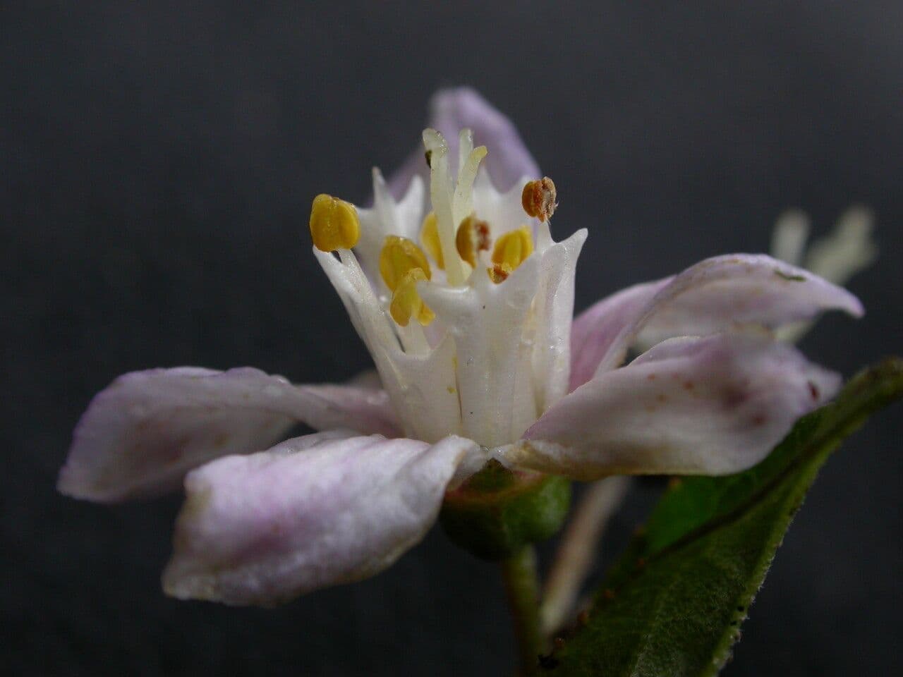 Deutzia 4