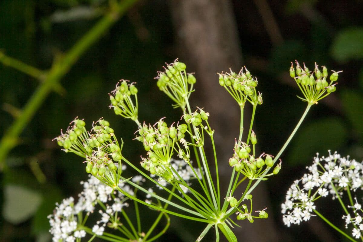 Physospermum della Cornovaglia