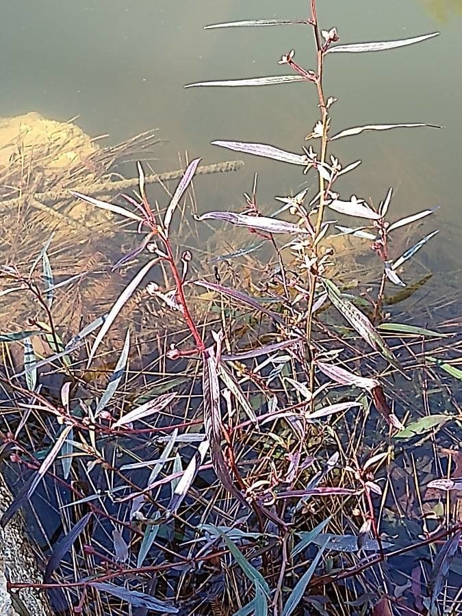 Ludwigia alternifolia 21
