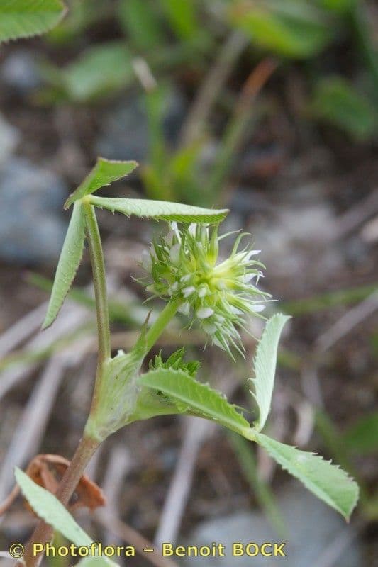 Teasel clover 18