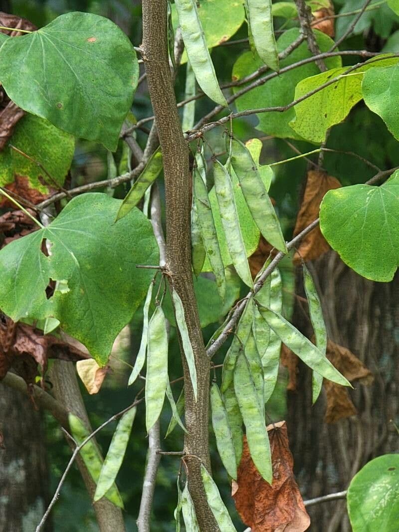 Kanadischer Judasbaum 2