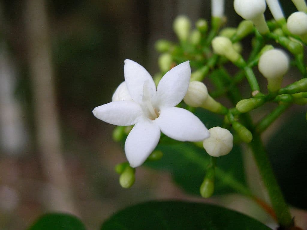 Psicotria 4