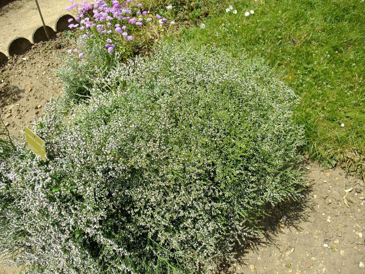 Goniolimon tataricum 8