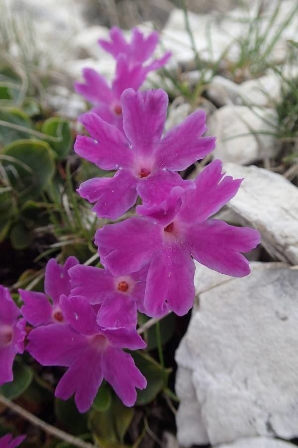 Primula 4