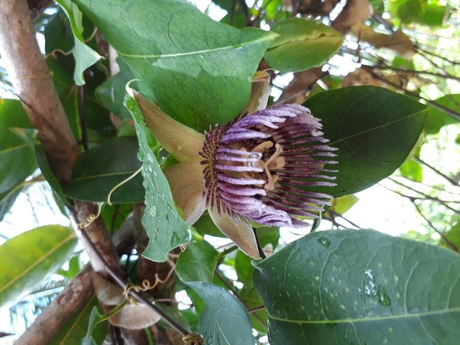 Granadilla dolce 6