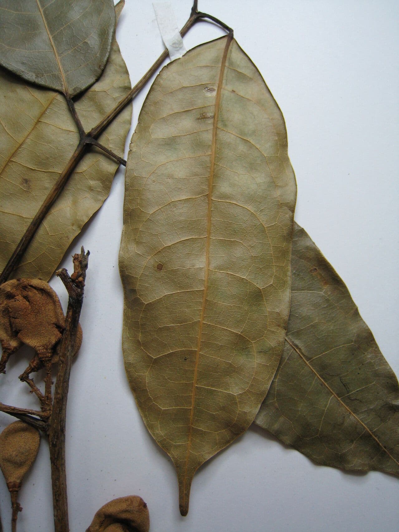 Demerara-Kopalholzbaum 8