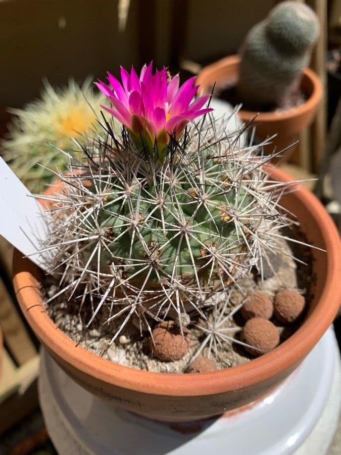 Turbinicarpus 7