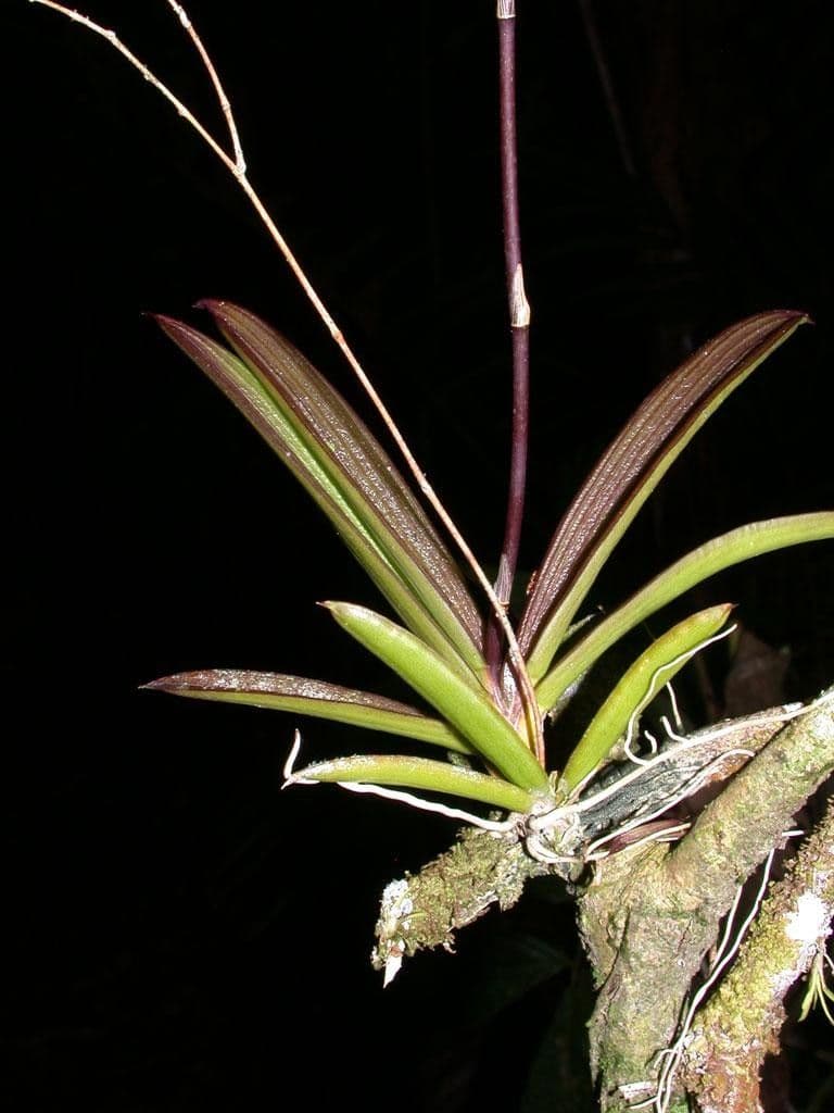 Ionopsis 10