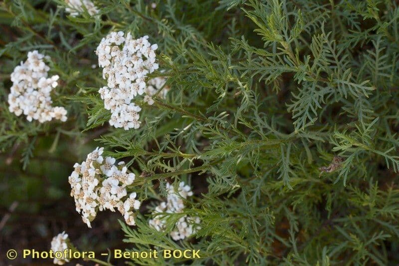 Chamomile-leaved Yarrow 7