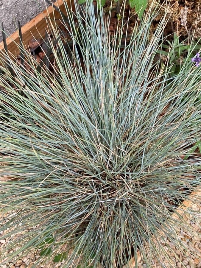 Festuca blu 18