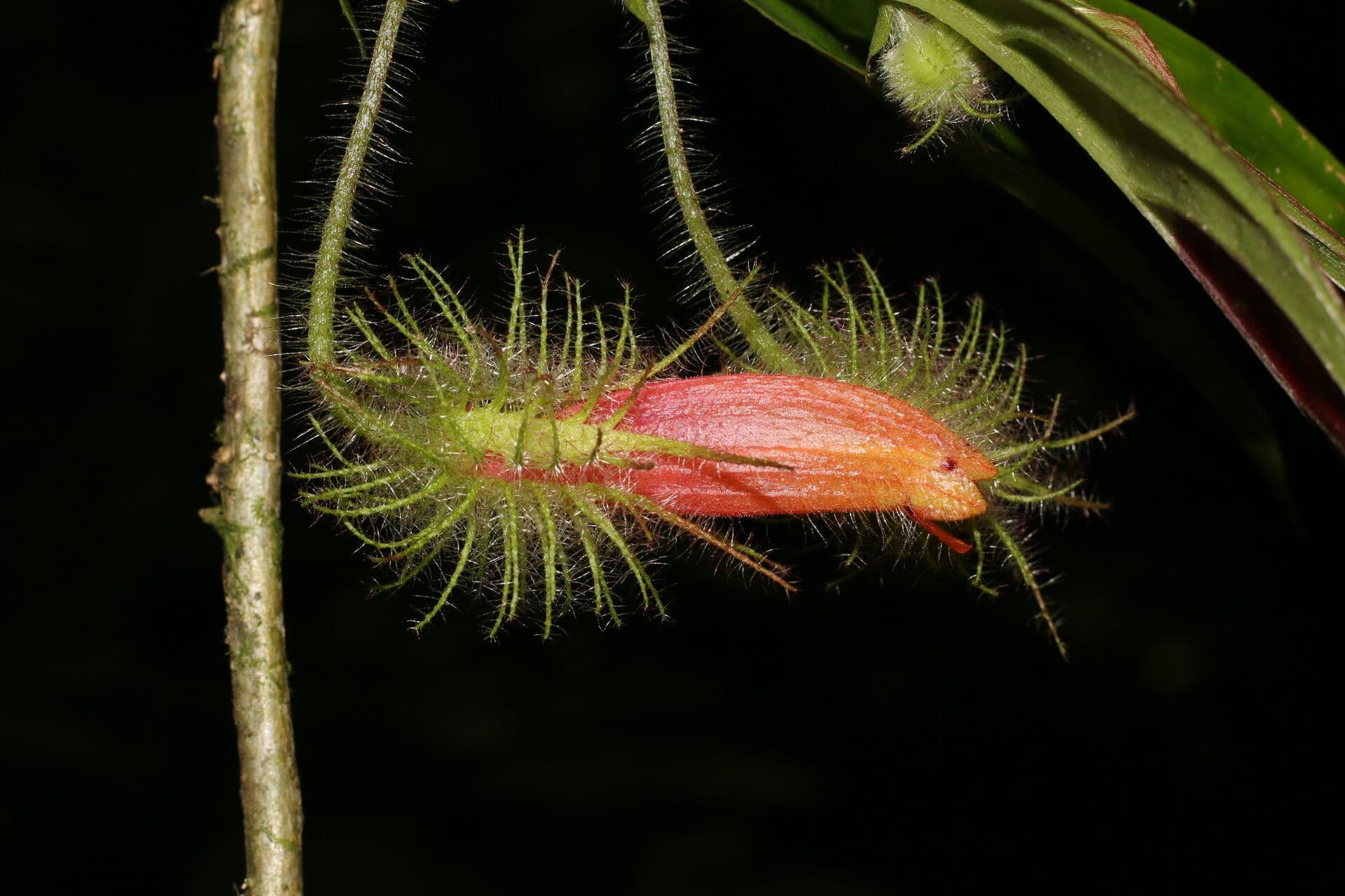 Columnea 6