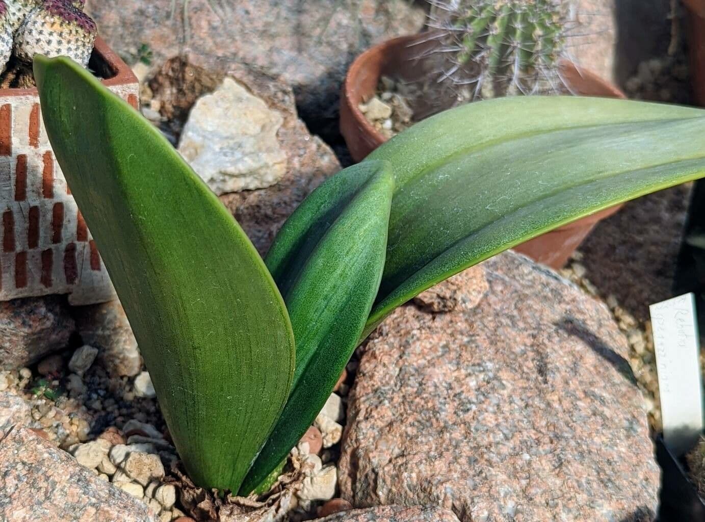 Rauhia 2